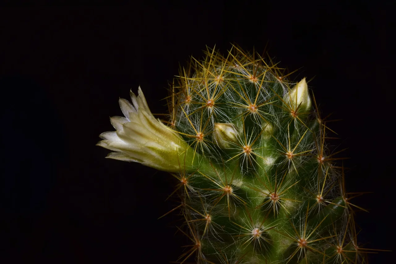 DSC_0987.jpg