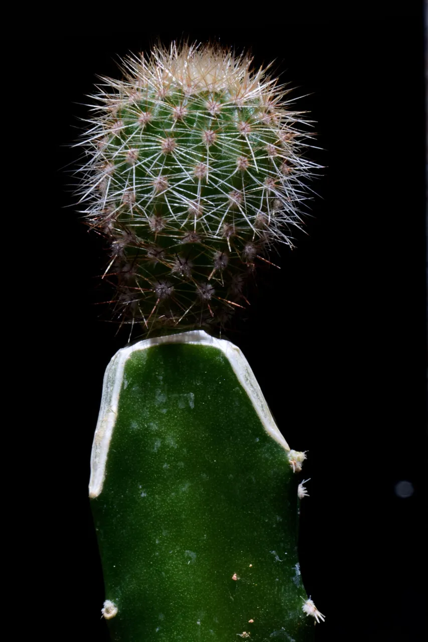 DSC_0974.jpg