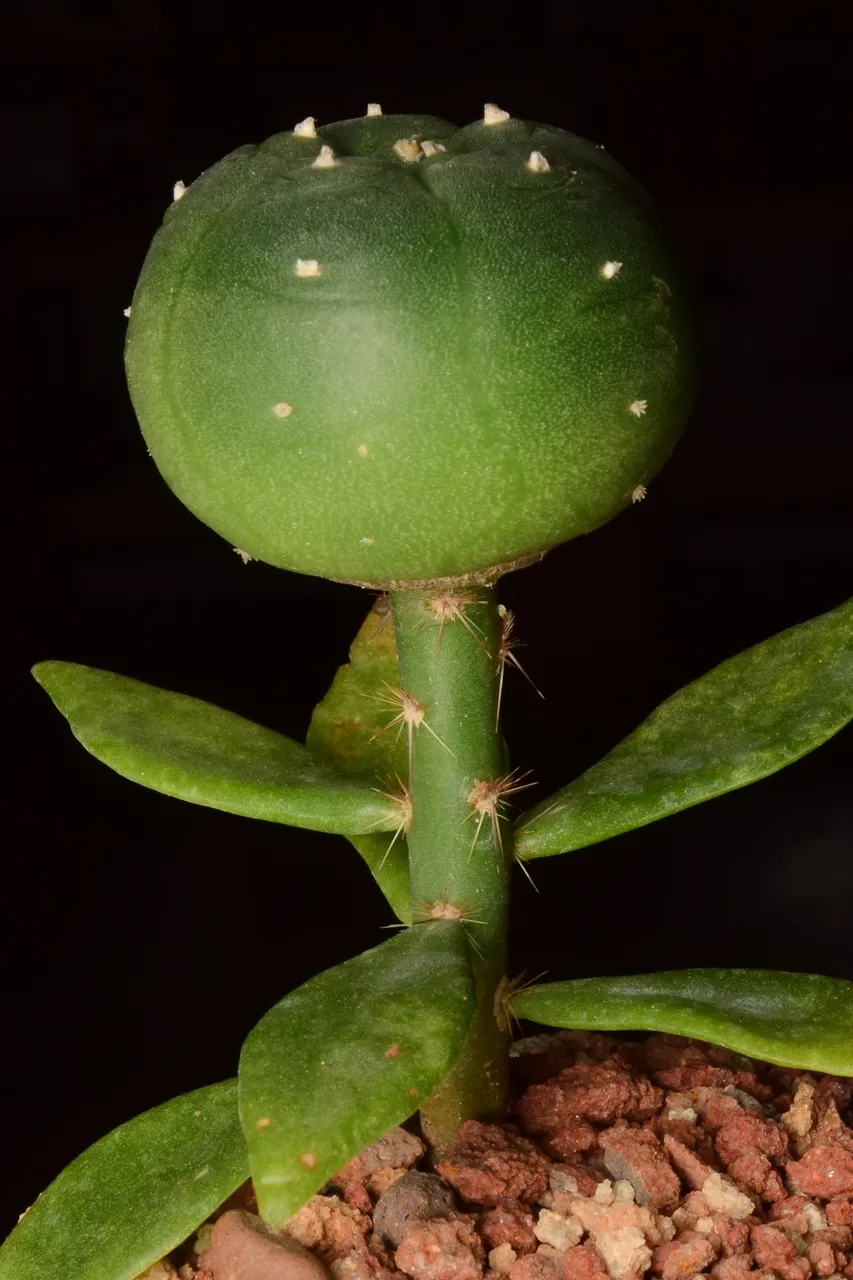 DSC_1000a.jpg