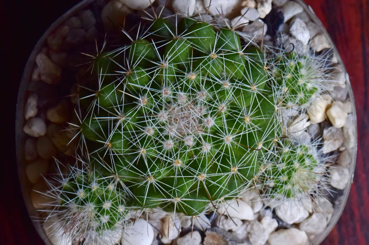DSC_0357a.jpg