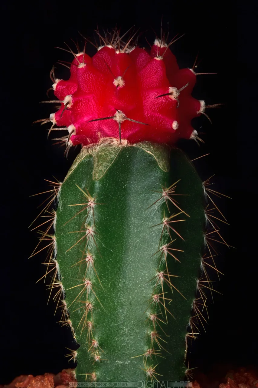 DSC_0912A.jpg
