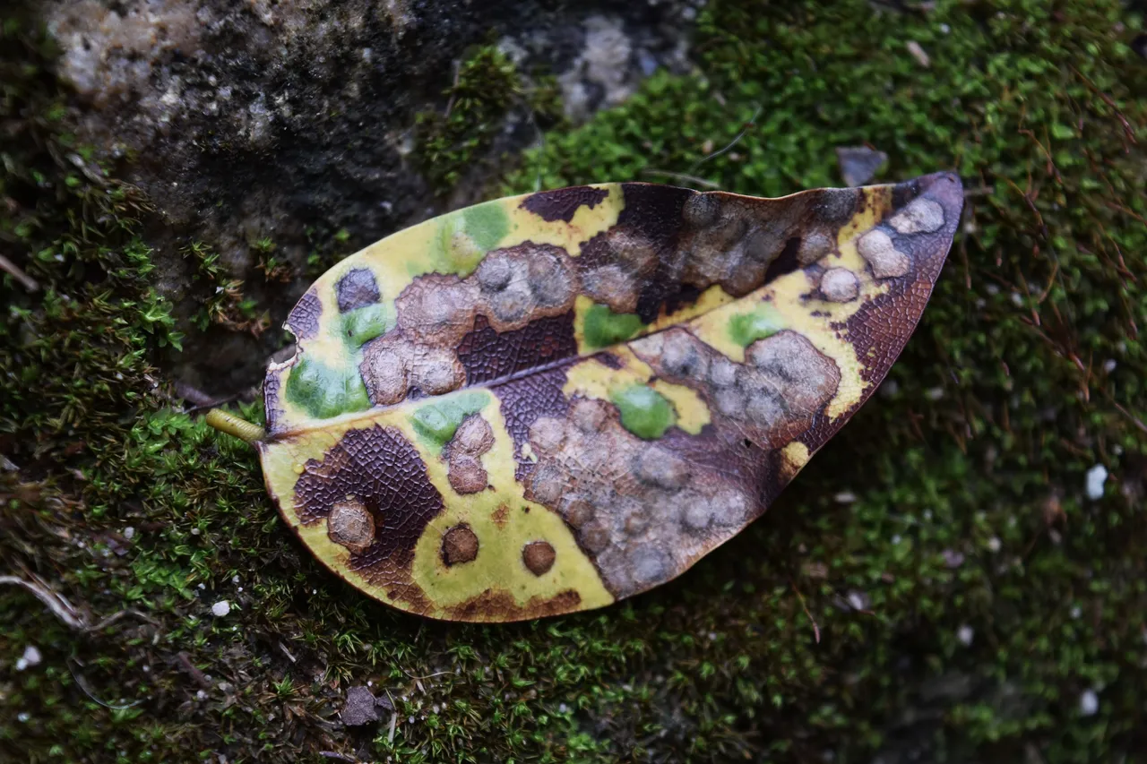 DSC_0157.jpg
