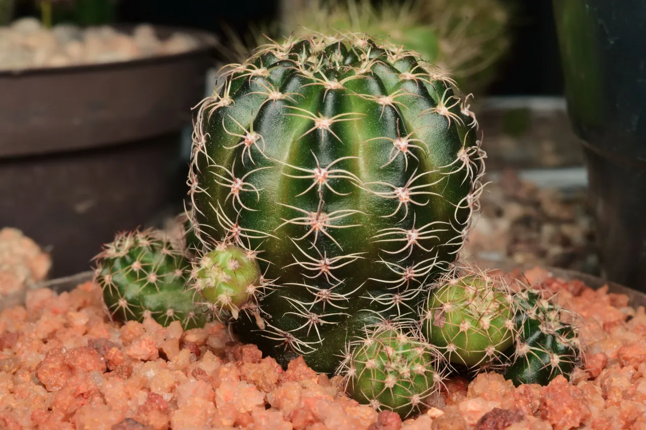 DSC_0403A.jpg