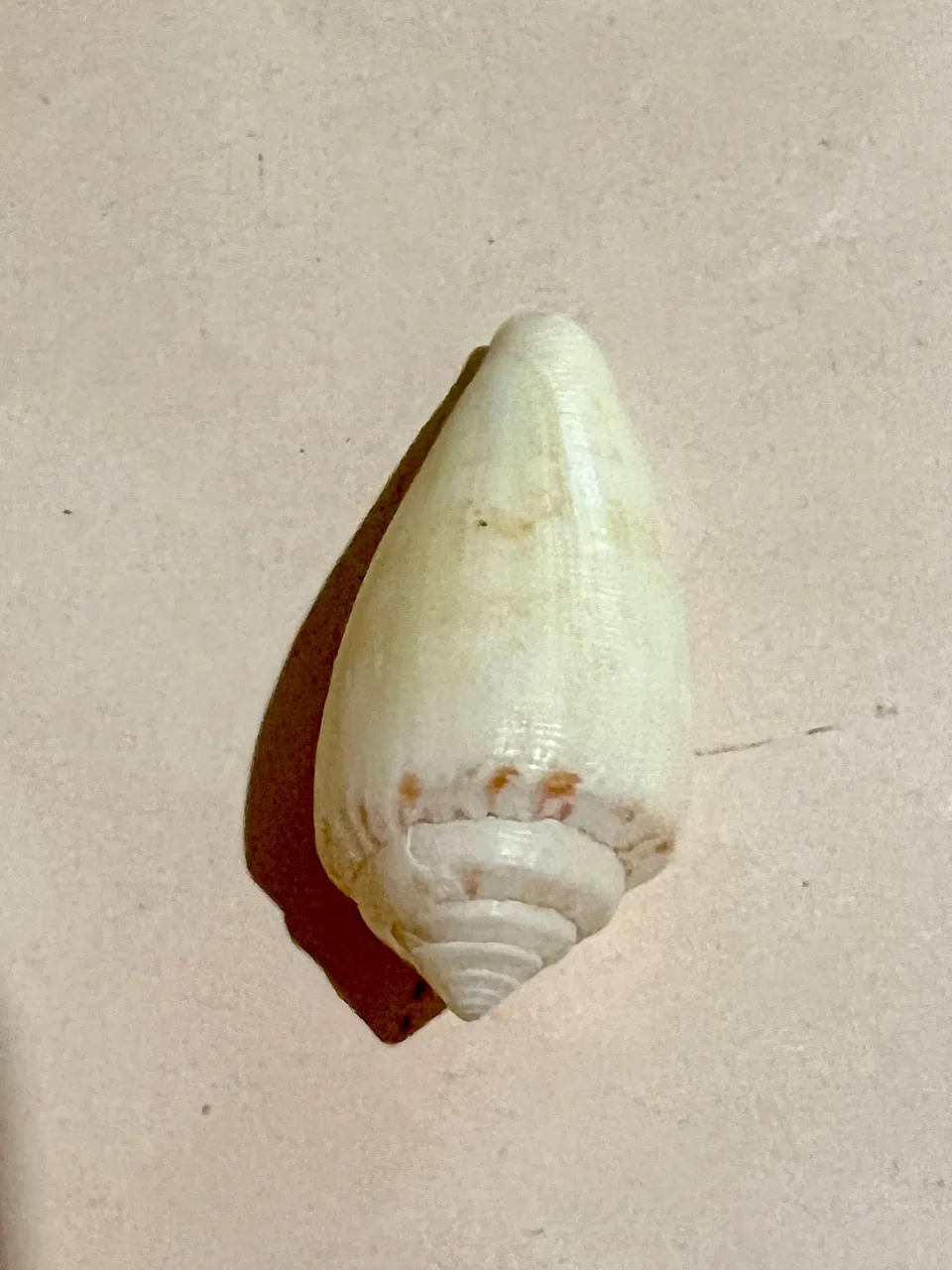 SEASHELL.jpeg