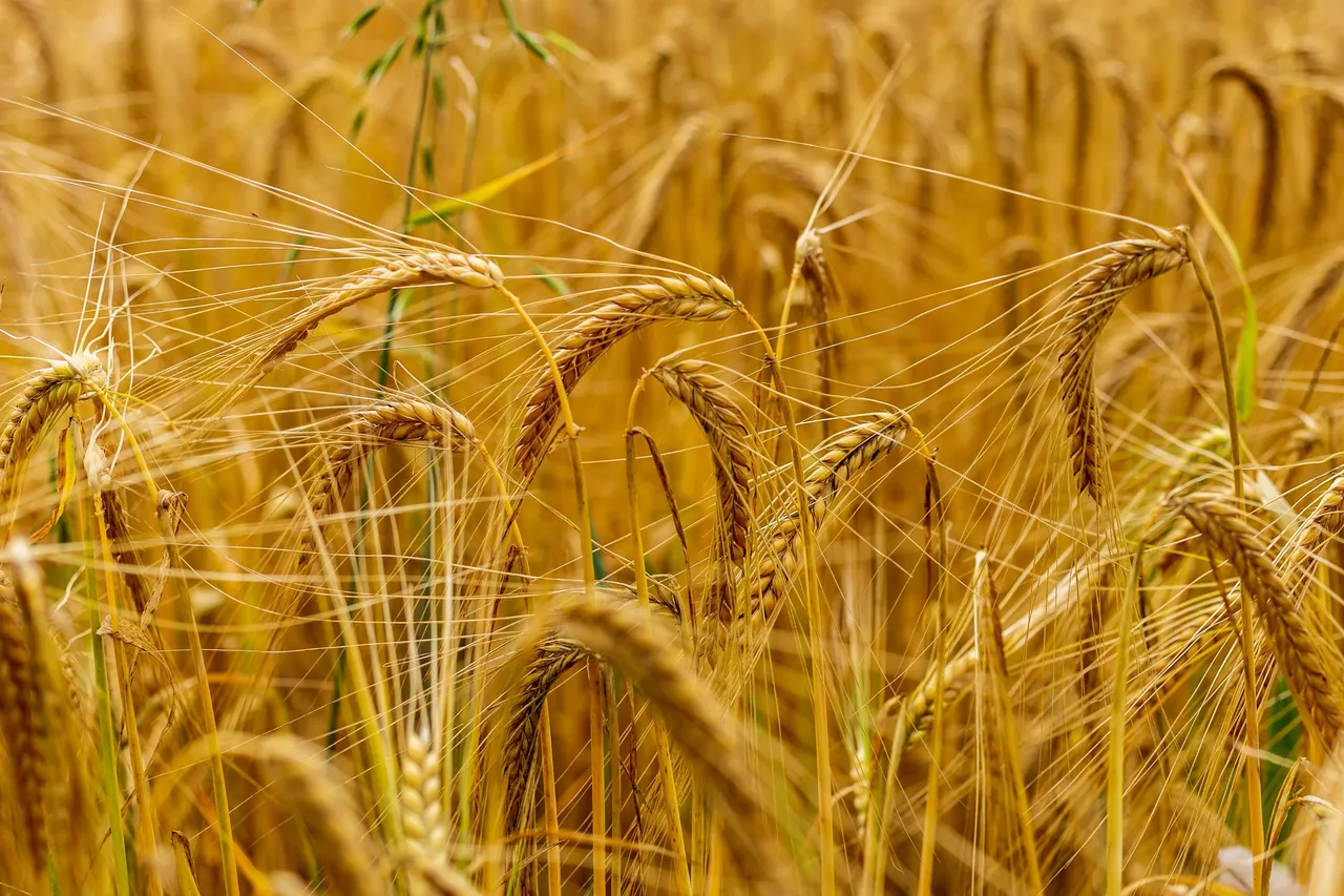 grain.jpg