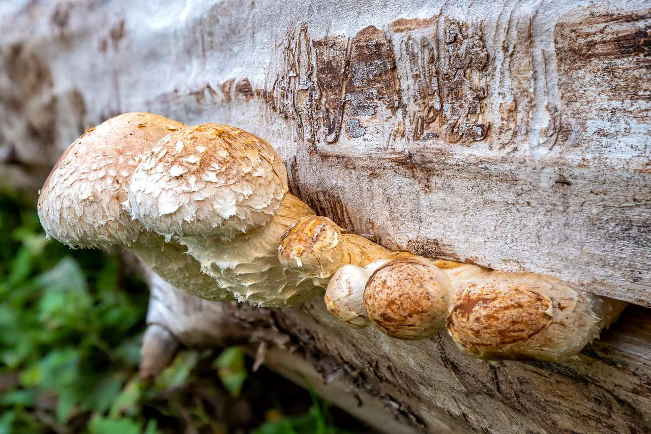PappelSchüppling Hemipholiota populnea_P2054633520201004.jpg