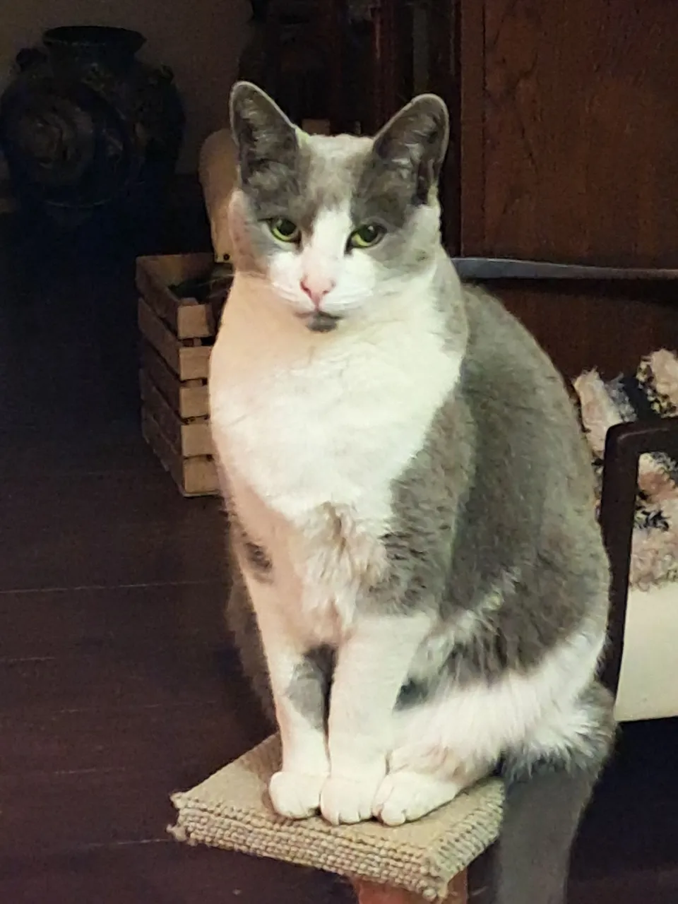 Gandalf
