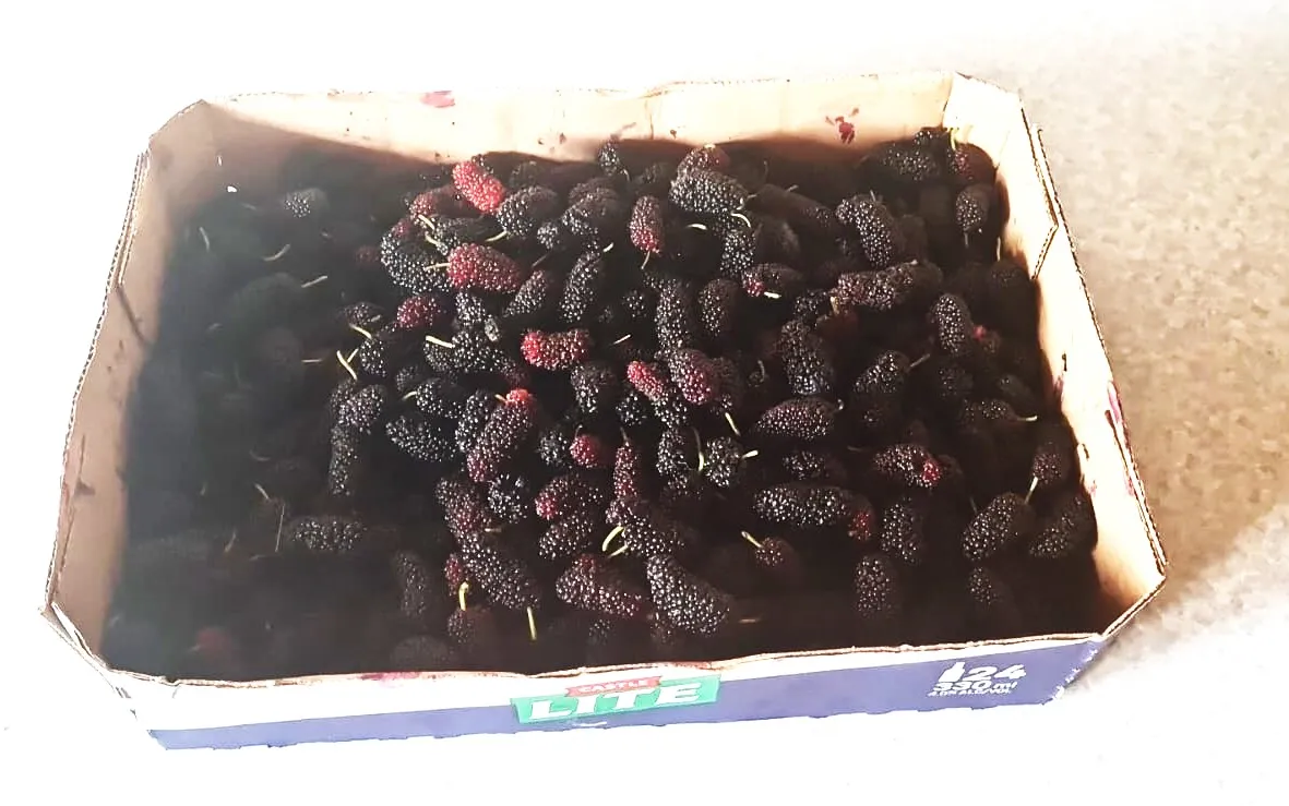 mulberries.jpg