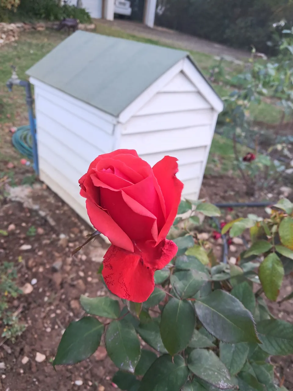 winter rose