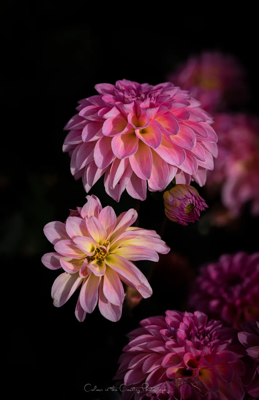 DSC_2073-Edit.jpg