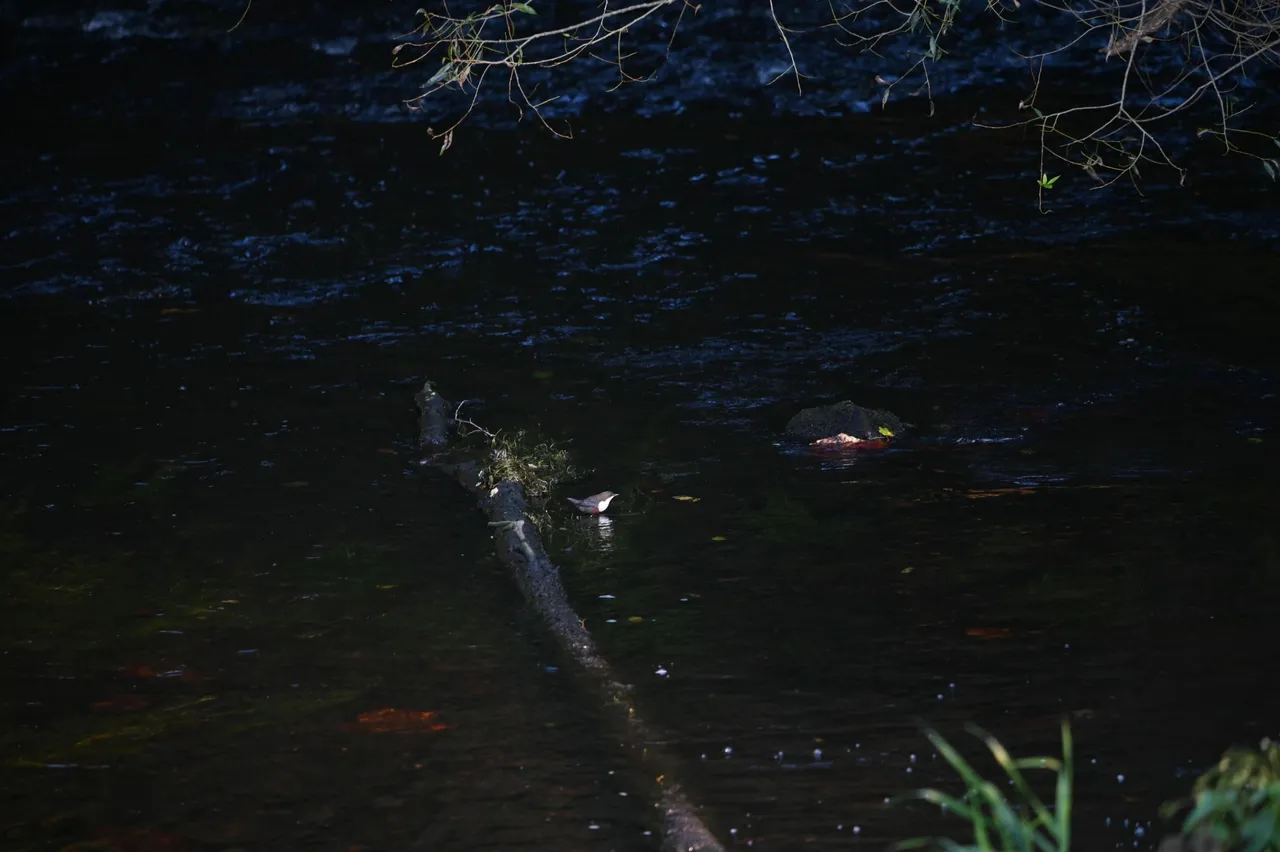 Wasseramsel_Z62_6382.jpg