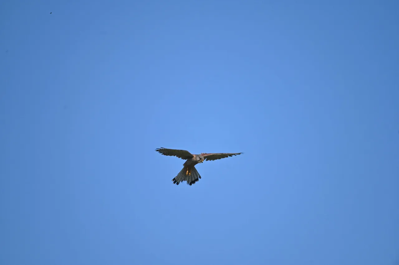 Z62_1220.jpg