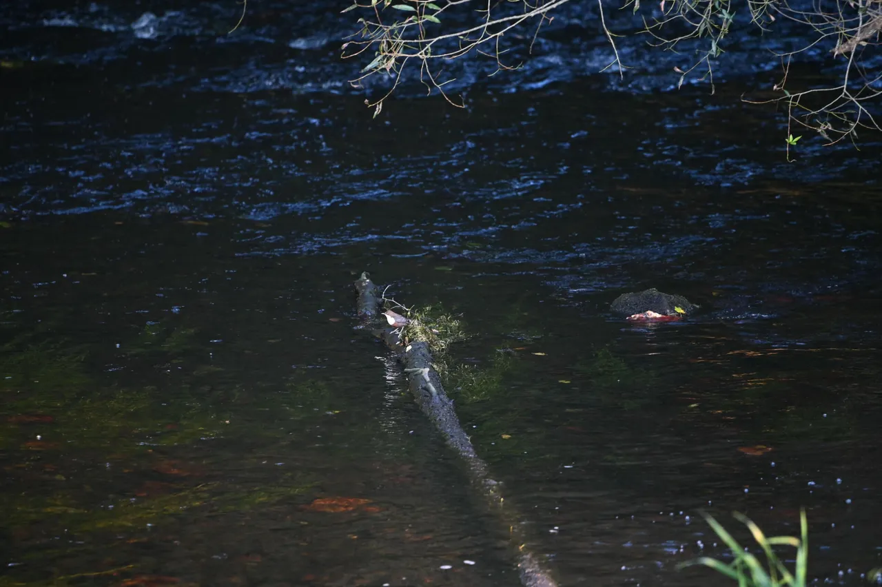 Wasseramsel_Z62_6379.jpg