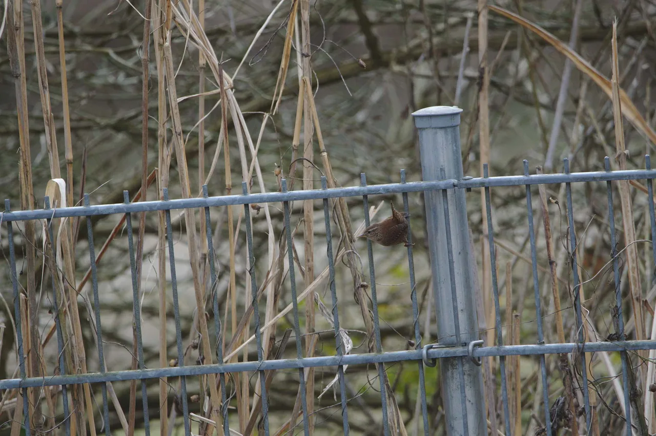DSC_6813.jpg