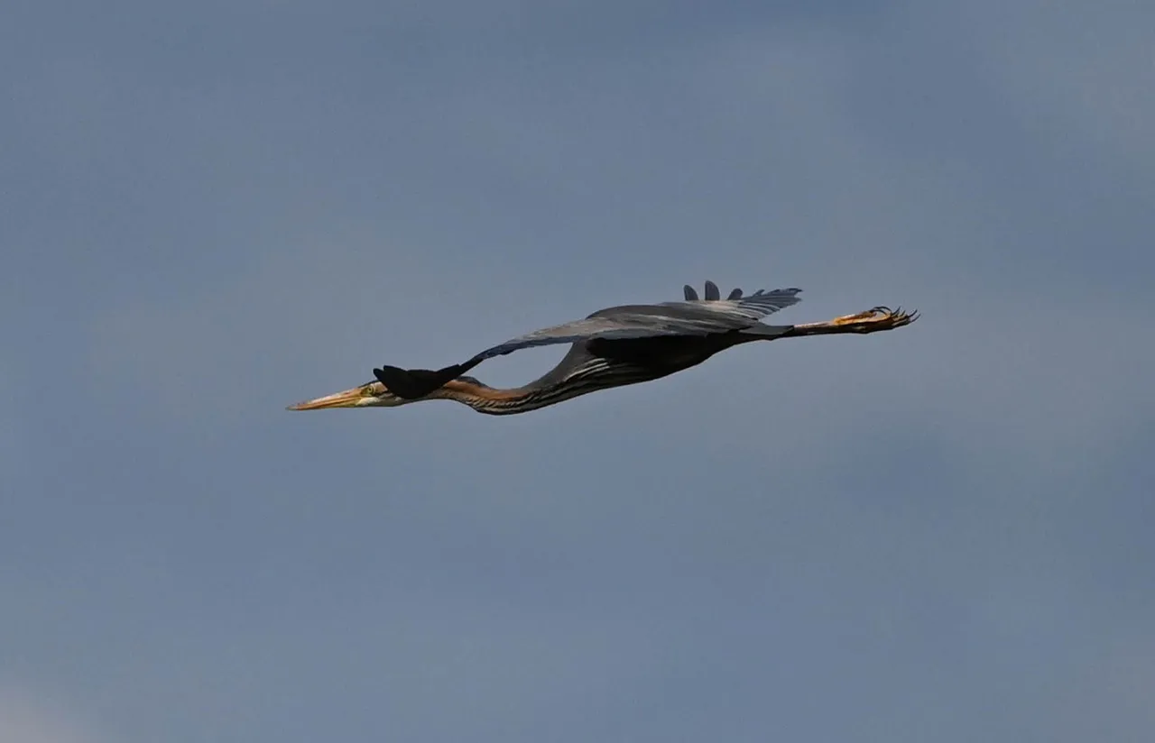 Z62_5295.jpg