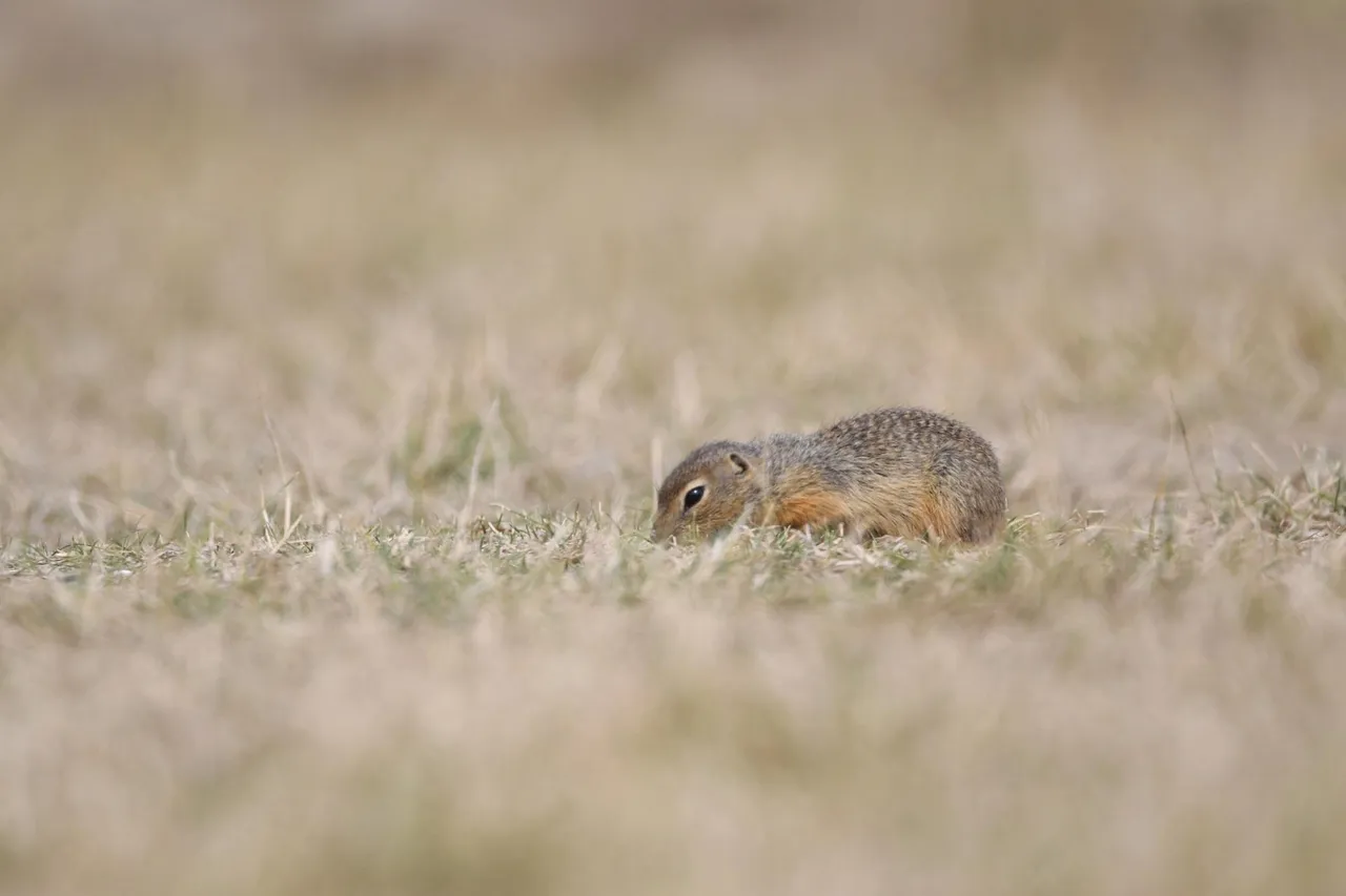 DSC_6514.jpg
