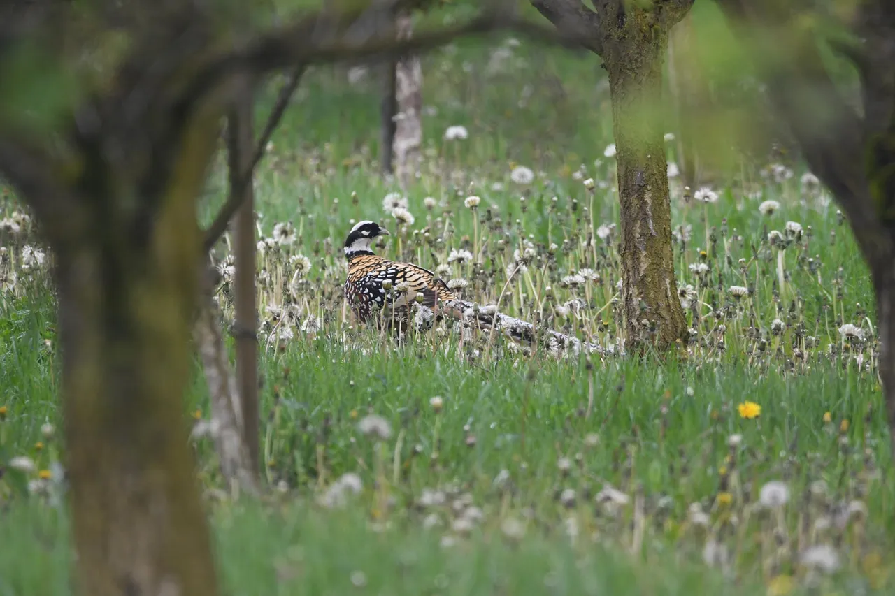 DSC_0938.jpg