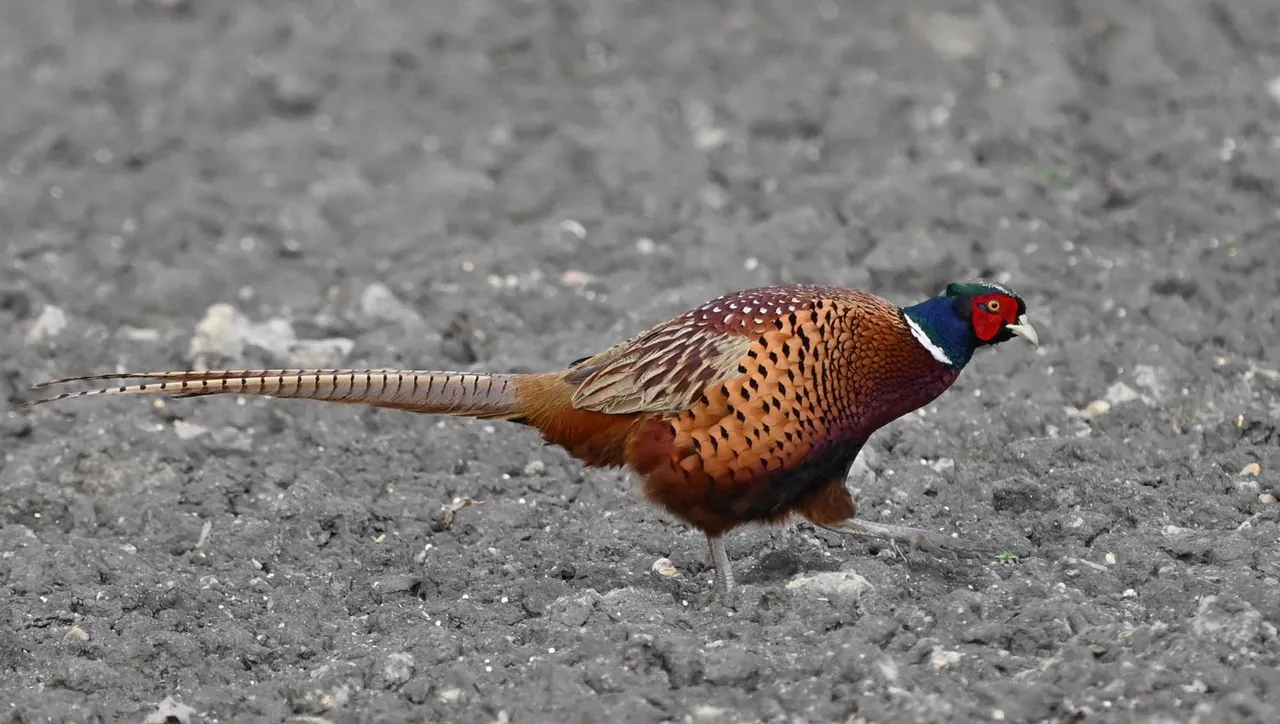 Z62_4438.jpg