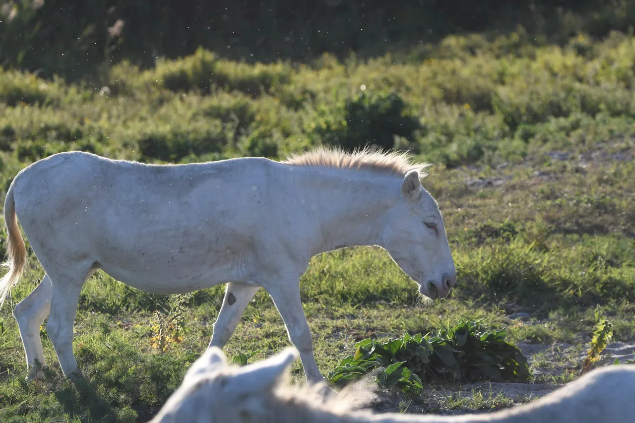 DSC_0128.jpg