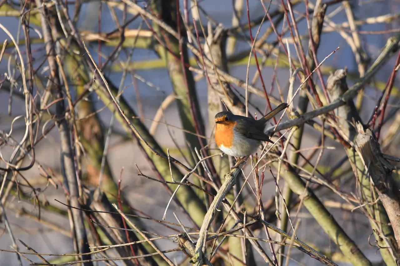 DSC_6718.jpg