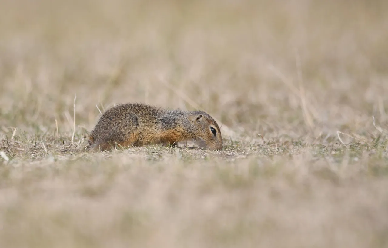 DSC_6508.jpg