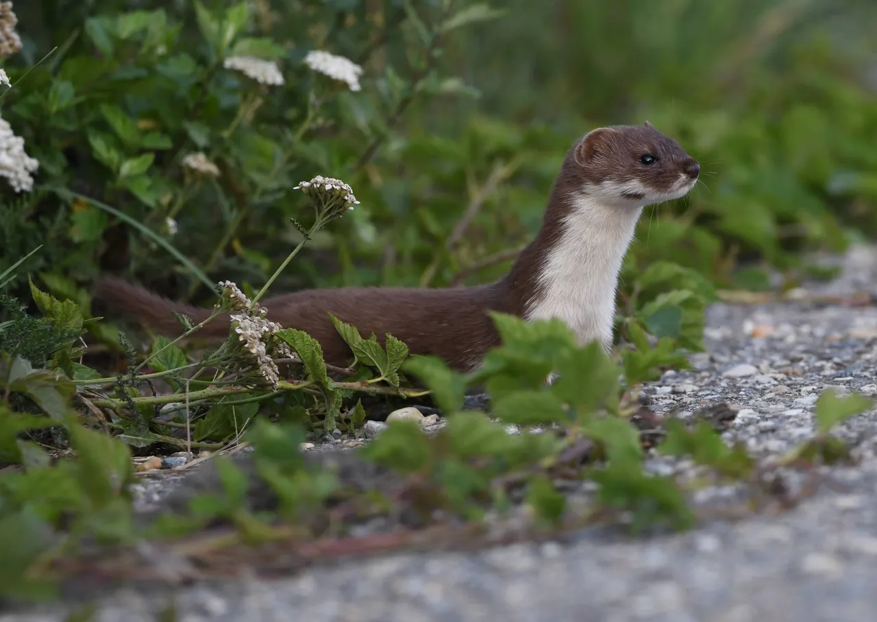 DSC_5531.jpg