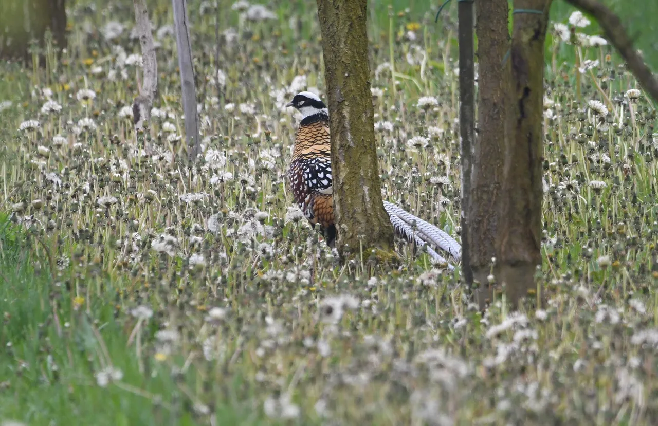 DSC_0878.jpg