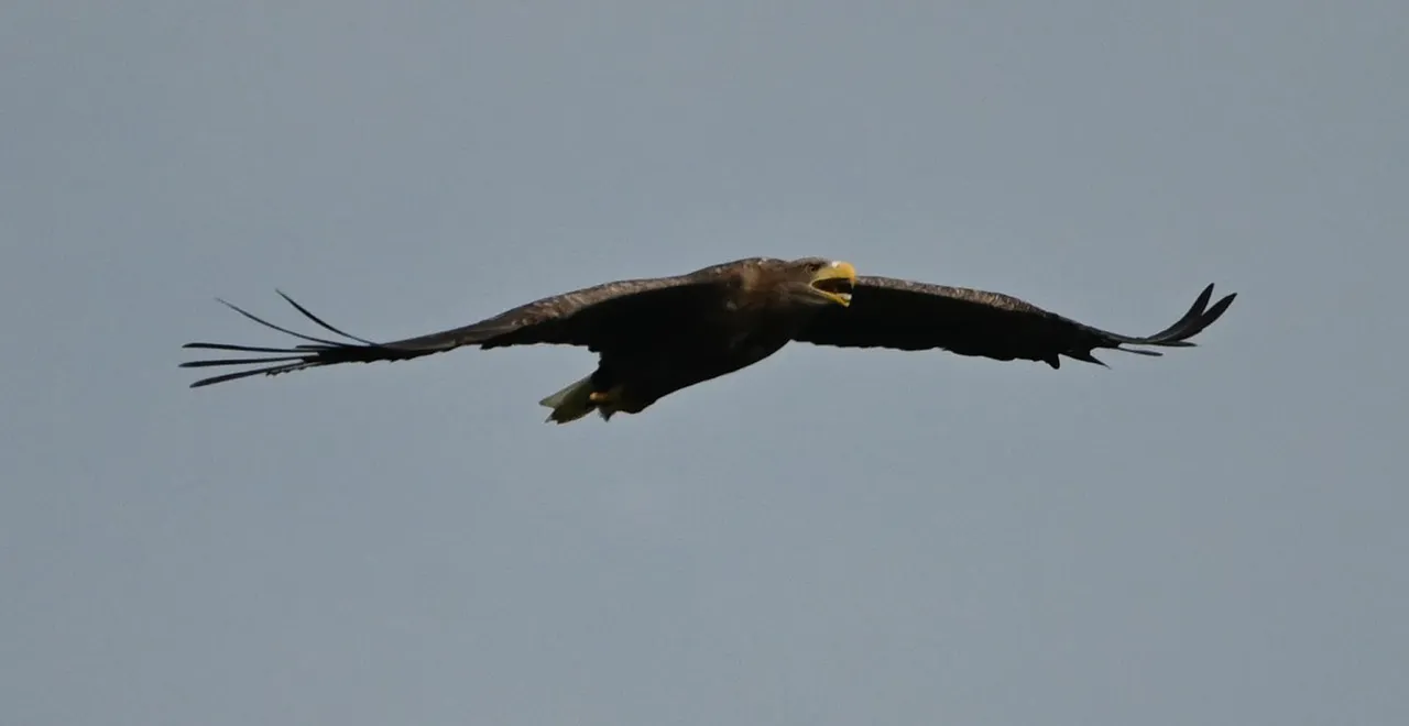 Z62_1361.jpg