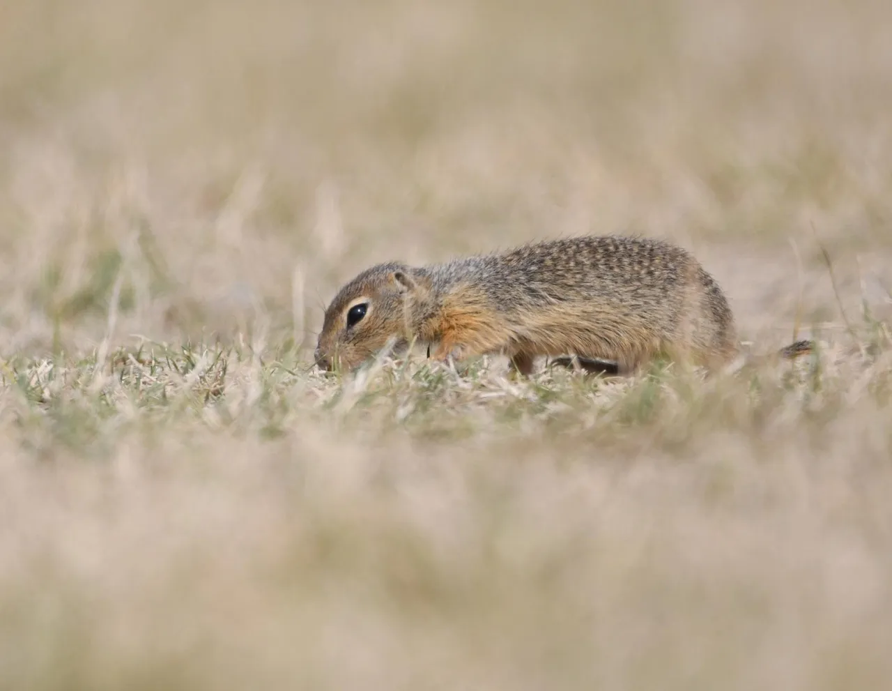 DSC_6513.jpg