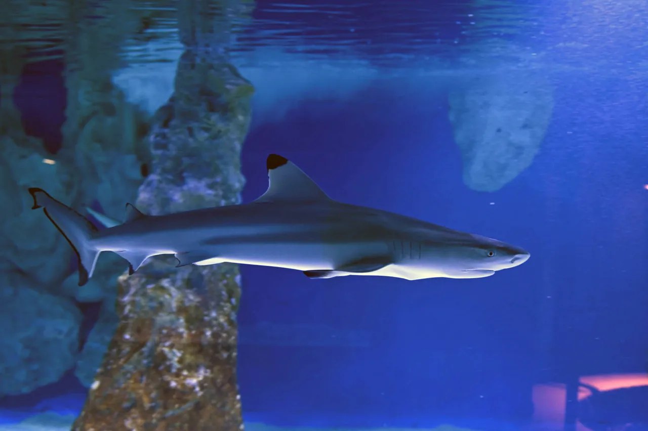 Z62_2091.jpg