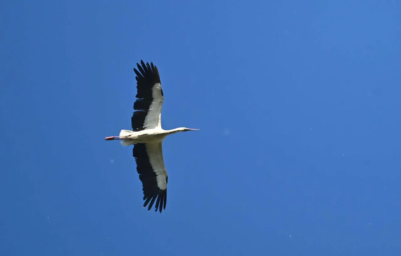 Z62_8943.jpg