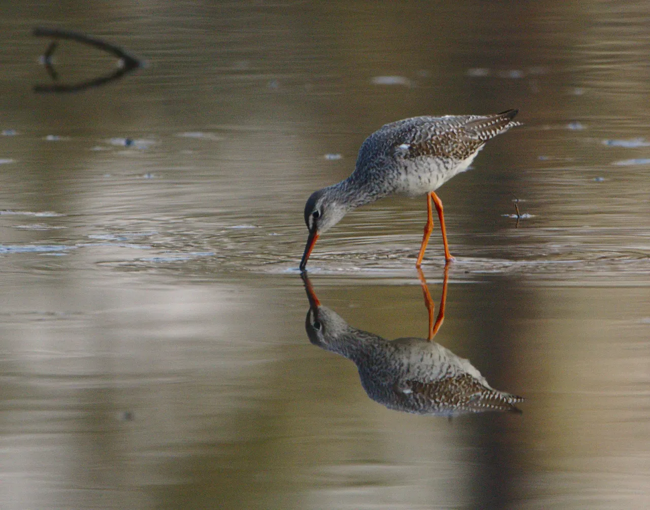 DSC_2903_spiegelung.jpg