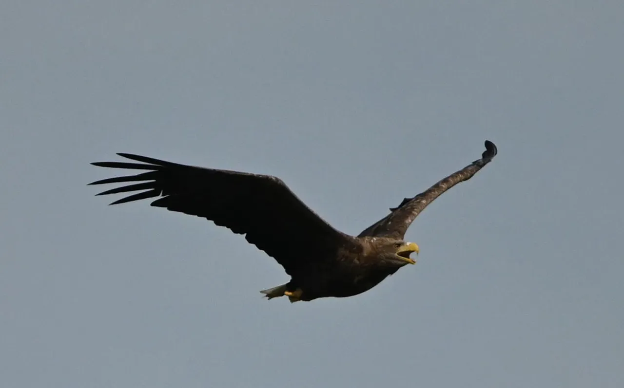 Z62_1360.jpg