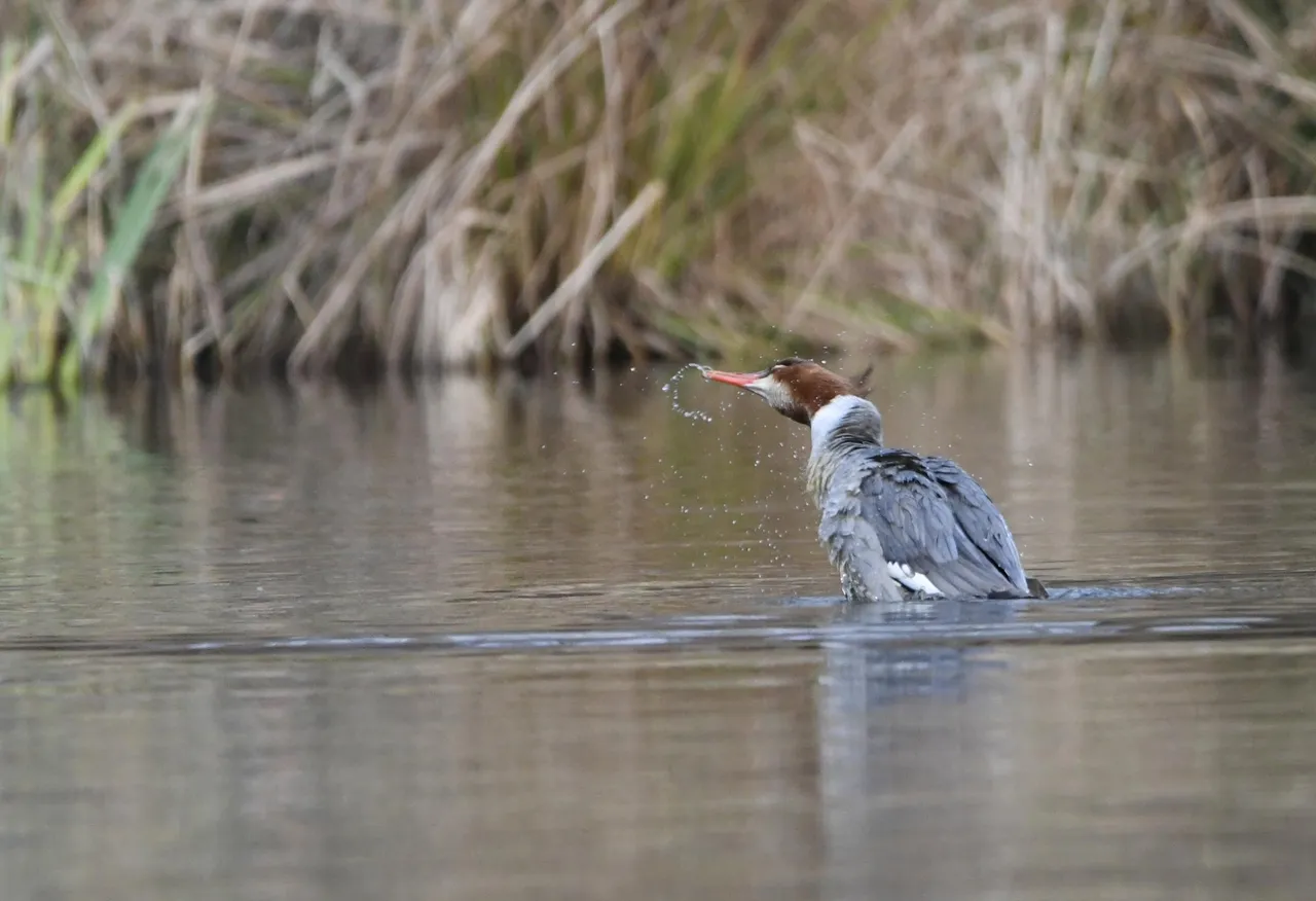 DSC_6620.jpg