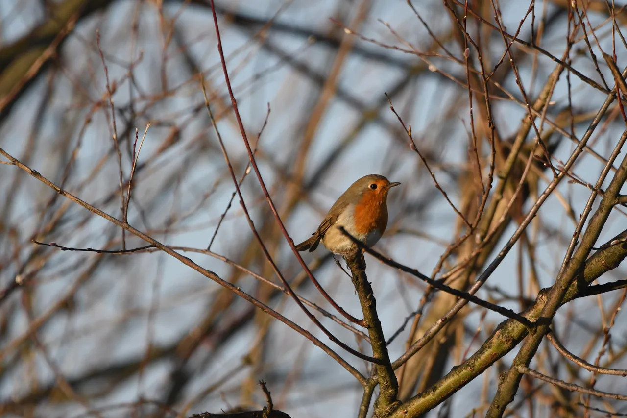 DSC_6737.jpg