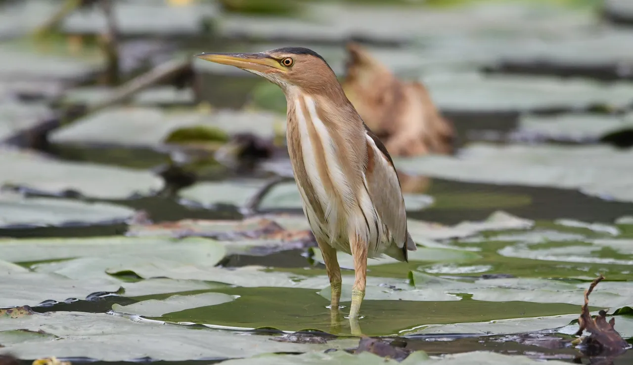 DSC_6756.jpg