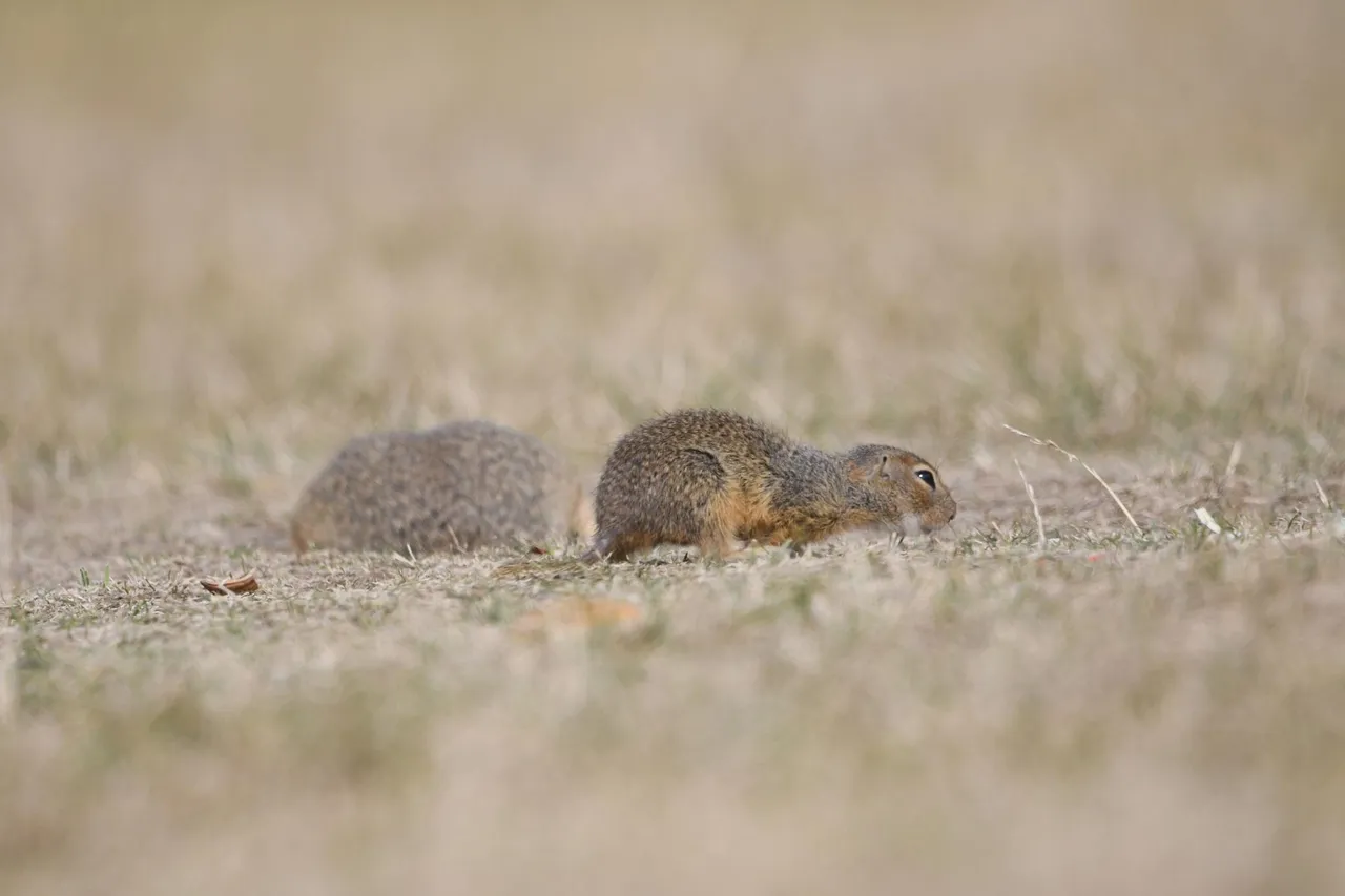 DSC_6505.jpg