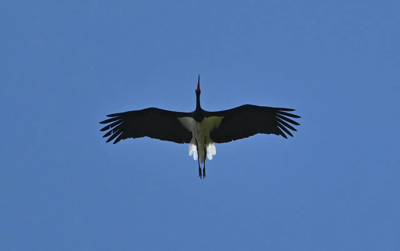 Z62_7013.jpg