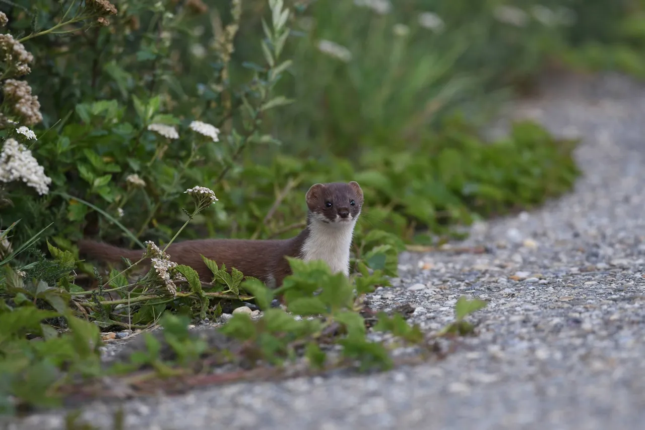 DSC_5525.jpg
