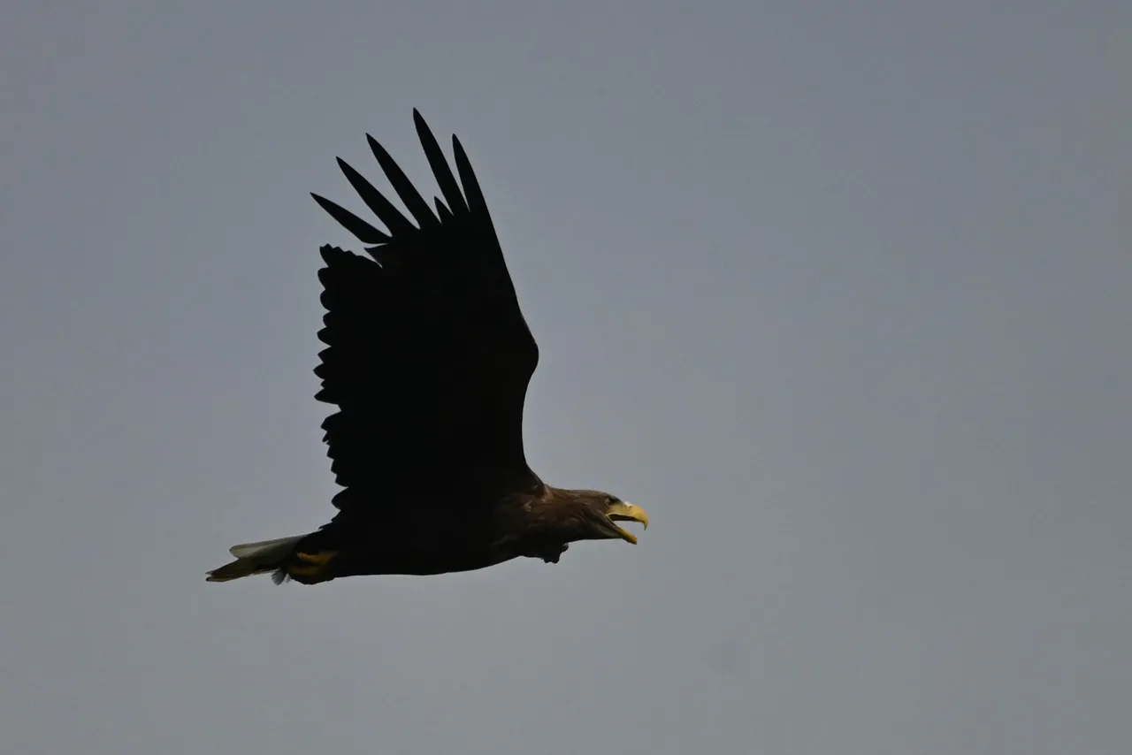 Z62_1377.jpg