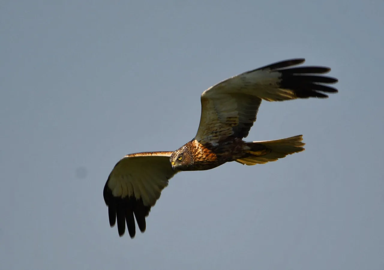 DSC_9864.jpg