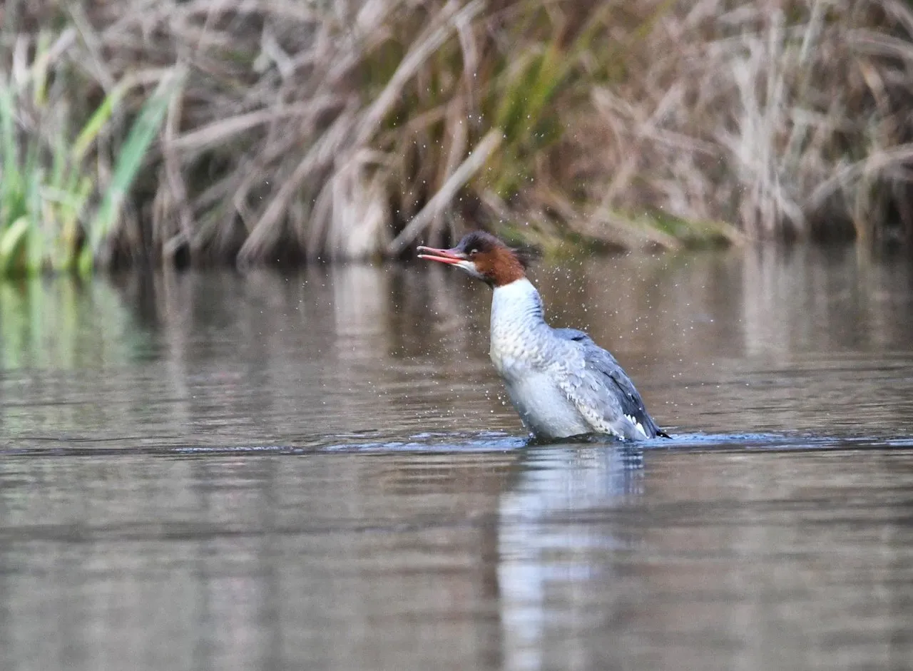 DSC_6629.jpg