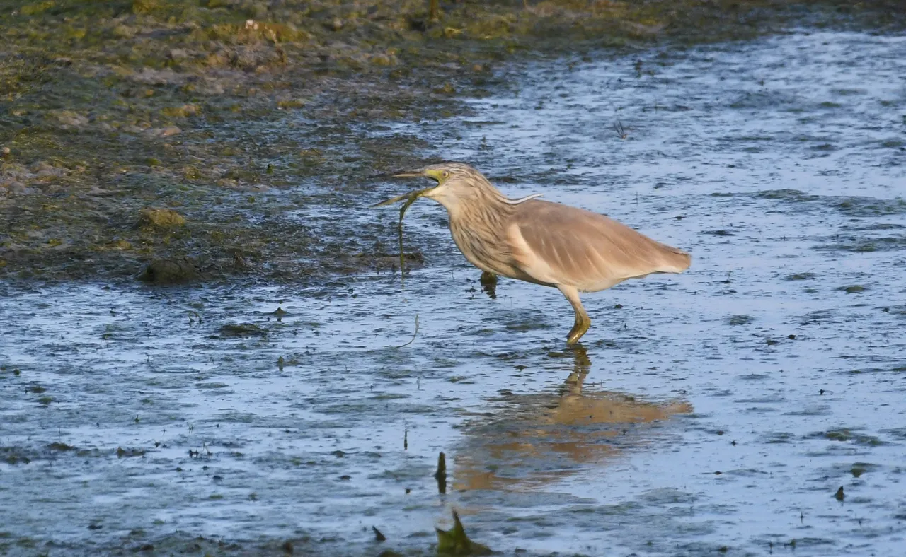 DSC_1091.jpg