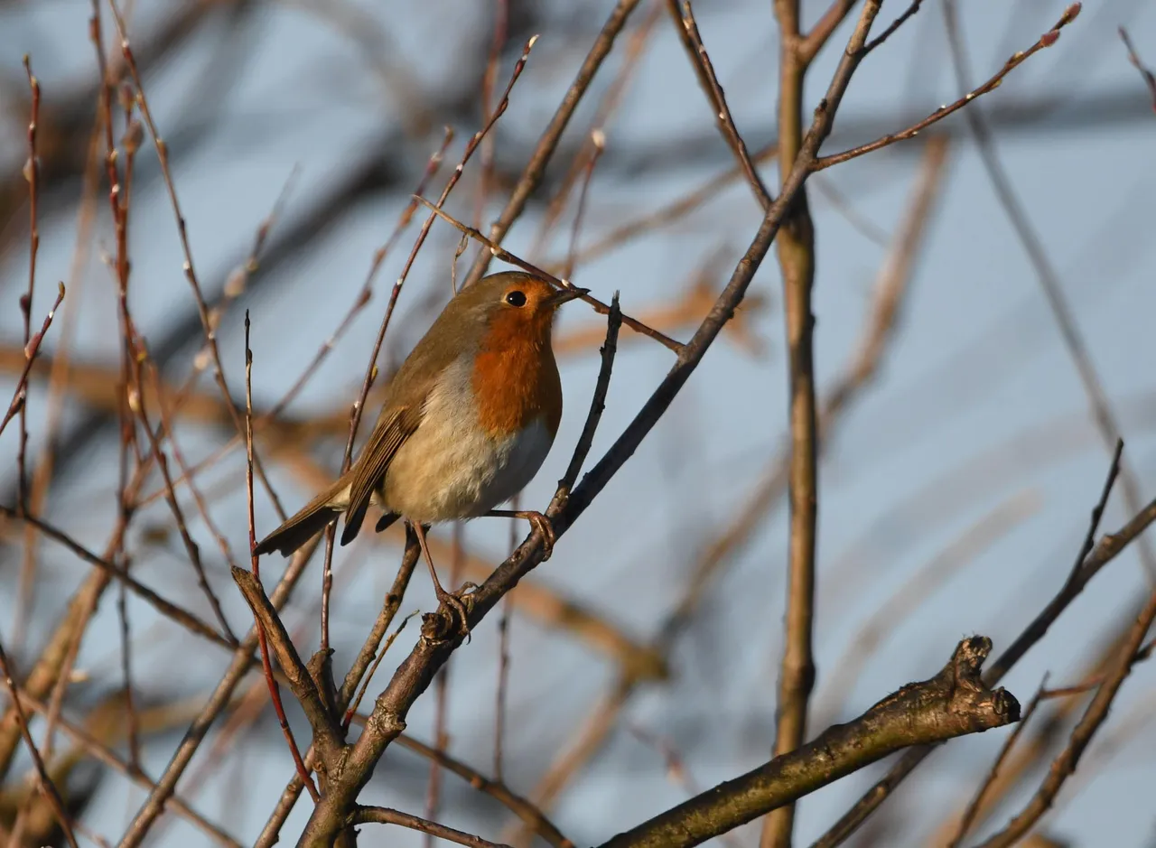 DSC_6741.jpg