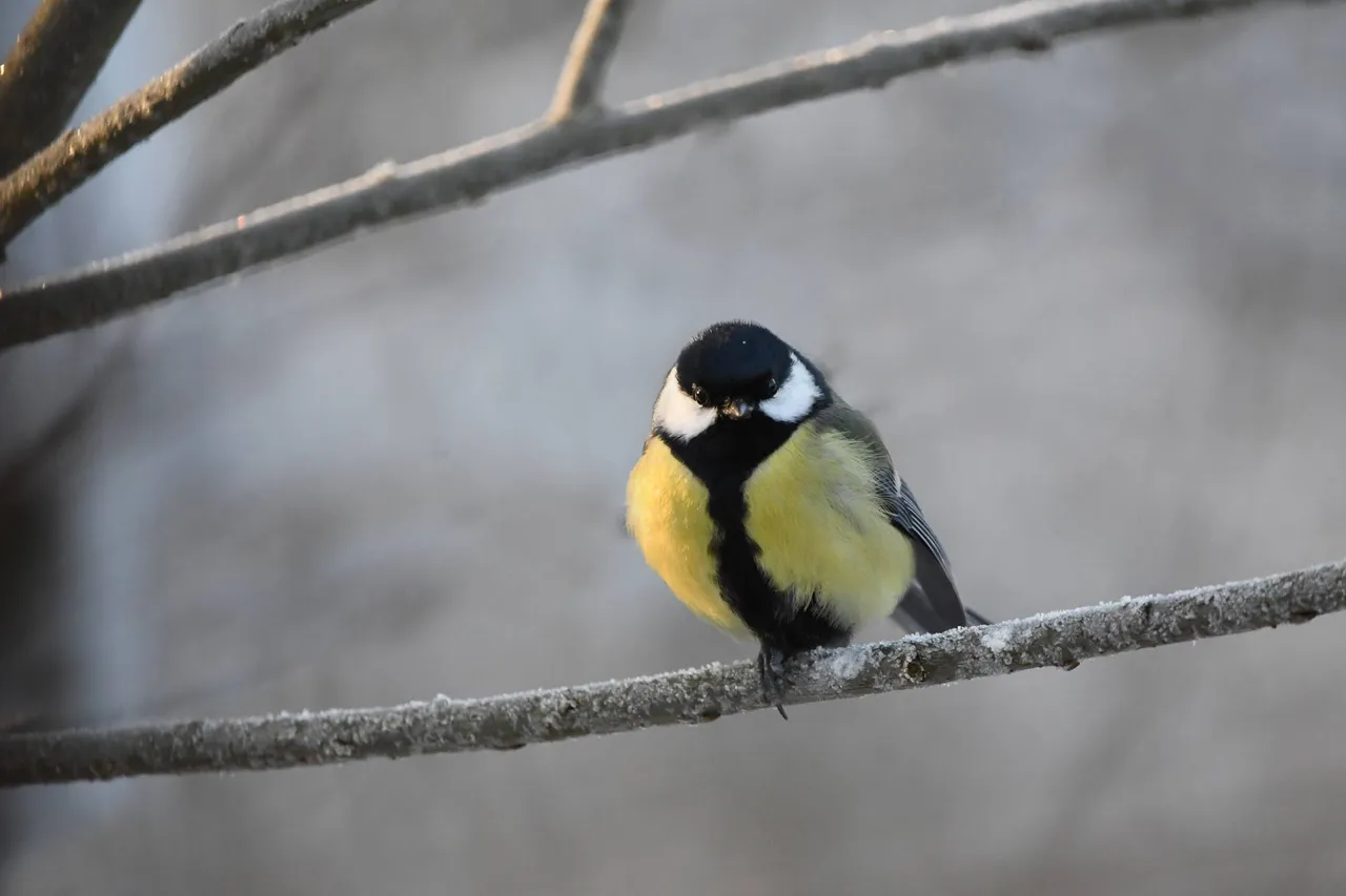 DSC_9539.jpg