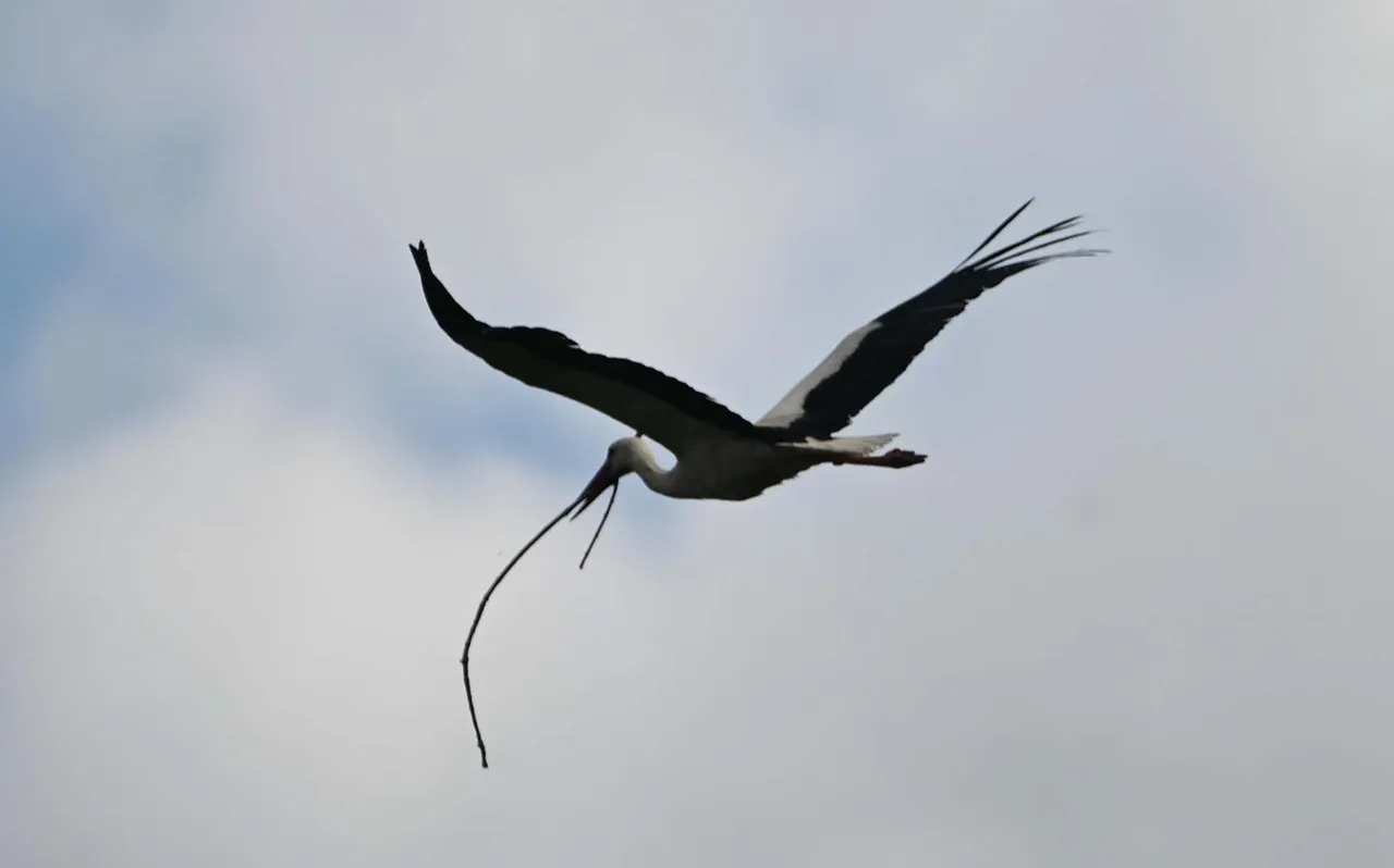 Z62_8824.jpg