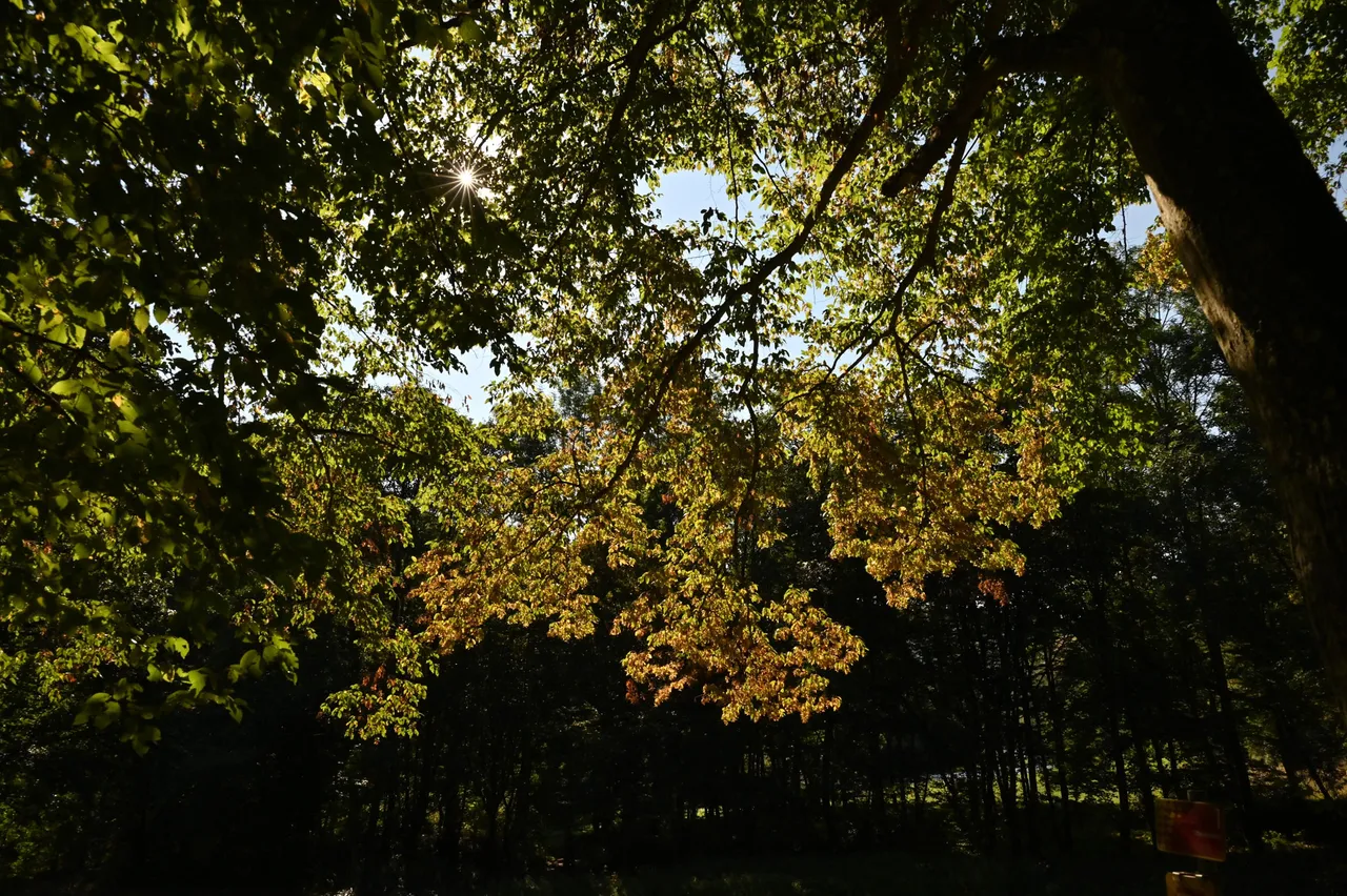 Z62_6945.jpg