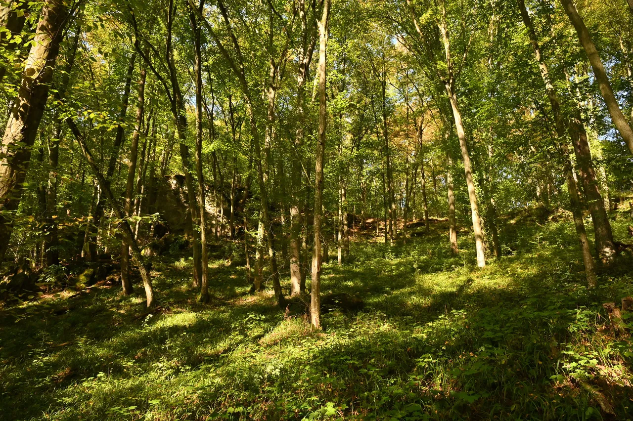 Z62_6922.jpg