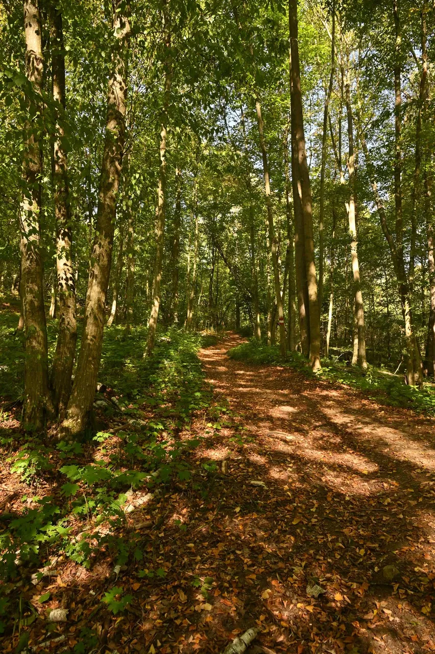 Z62_6905.jpg