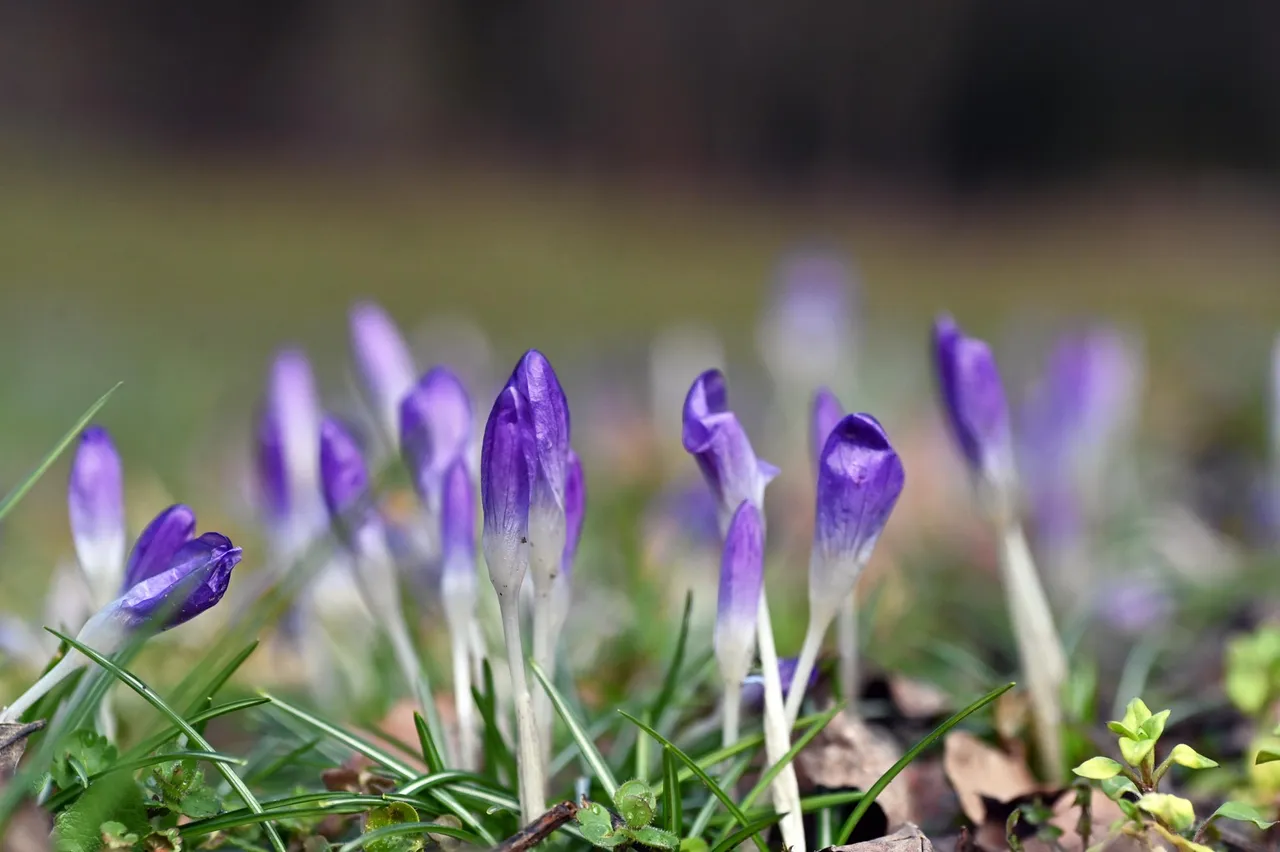 Z62_4953.jpg